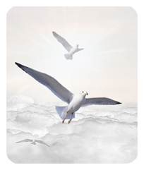 Journey Home Clouds Birds White